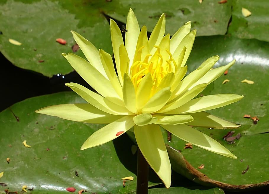 lirio, flor, amarillo, nymphaea mexicana, nymphaeaceae, nenúfar amarillo, nenúfar  mexicano, nenúfar de plátano, acuático, planta | Pxfuel